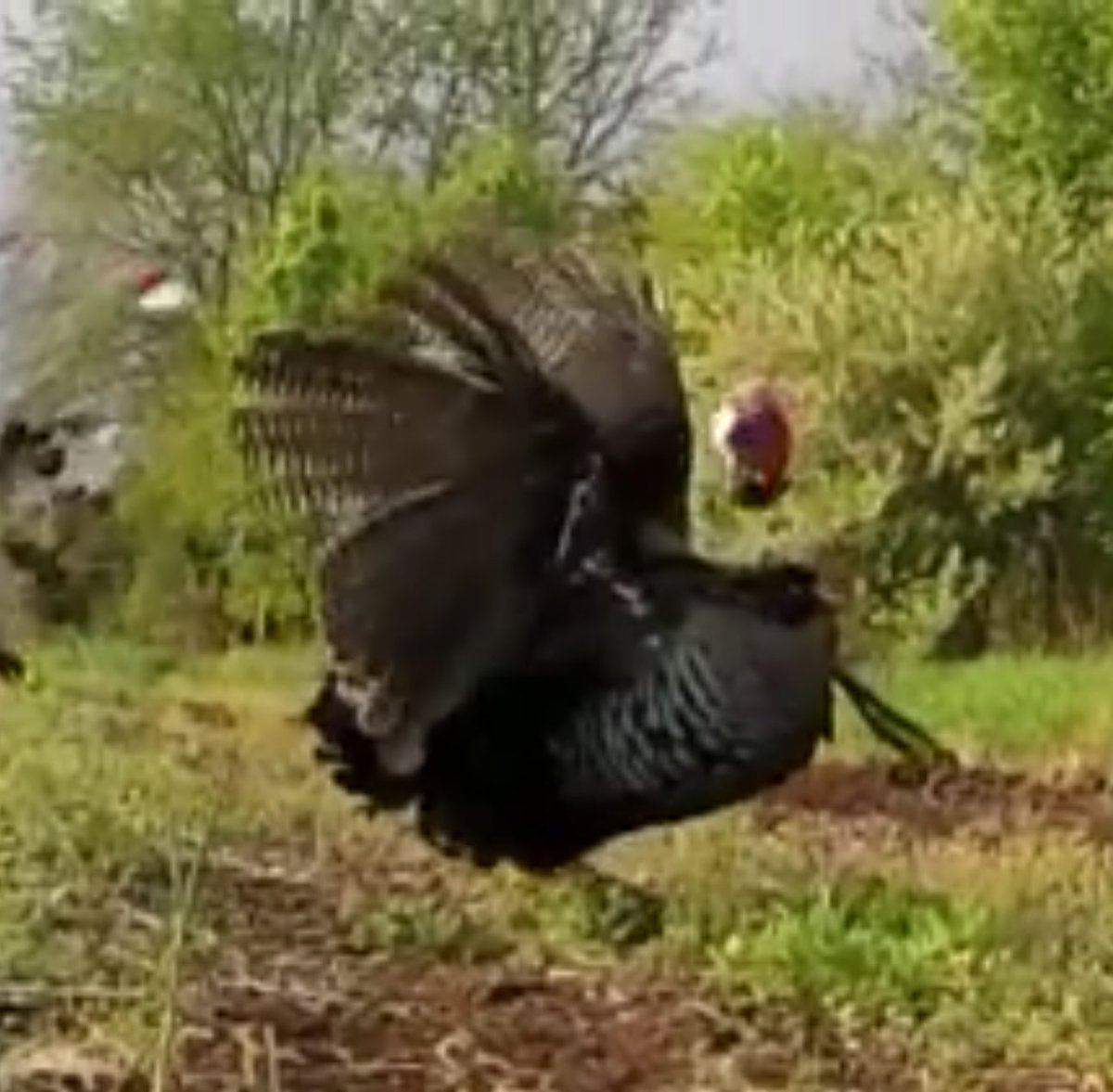 Muzzy Products tweet media