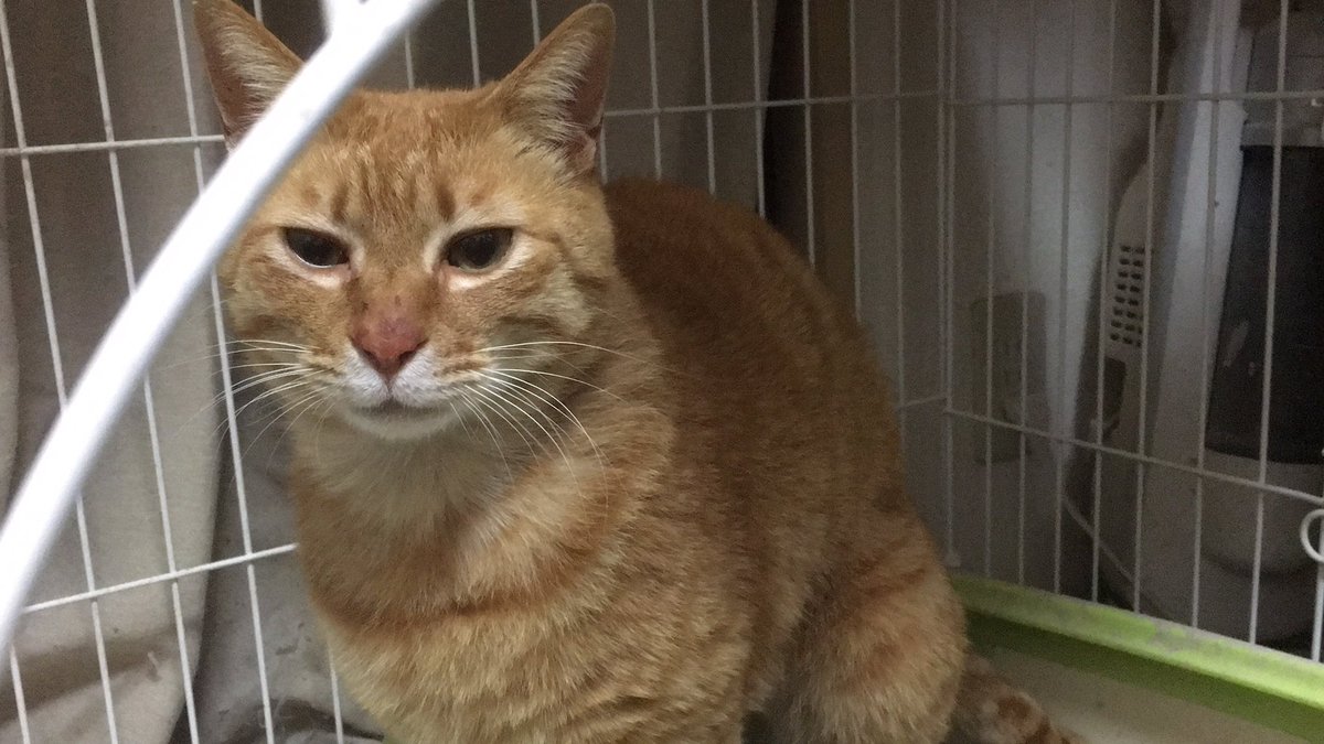 ねこかます Twitter પર あと 猫の脱糞 動画集めて ア便所ャーズ ってタイトルにしてキャッチが 世界よ これがうんこだ ってやろうとしたが 外の猫は野ぐそだし猫関係ないじゃんというのと誰も得しないので敢え無くボツに T Co Ibya0spnbc ねこかます Twitter પર あと 猫の脱糞 動画集めて ア便所ャーズ ってタイトルにしてキャッチが 世界よ これがうんこだ ってやろうとしたが 外の猫は野ぐそだし猫関係ないじゃんというのと誰も得しないので敢え無くボツに T Co Ibya0spnbc