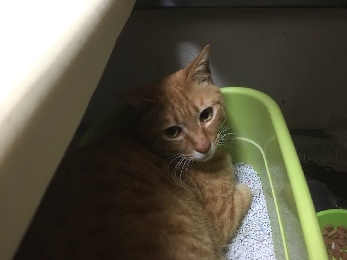 ねこかます Twitter પર あと 猫の脱糞 動画集めて ア便所ャーズ ってタイトルにしてキャッチが 世界よ これがうんこだ ってやろうとしたが 外の猫は野ぐそだし猫関係ないじゃんというのと誰も得しないので敢え無くボツに T Co Ibya0spnbc ねこかます Twitter પર あと 猫の脱糞 動画集めて ア便所ャーズ ってタイトルにしてキャッチが 世界よ これがうんこだ ってやろうとしたが 外の猫は野ぐそだし猫関係ないじゃんというのと誰も得しないので敢え無くボツに T Co Ibya0spnbc