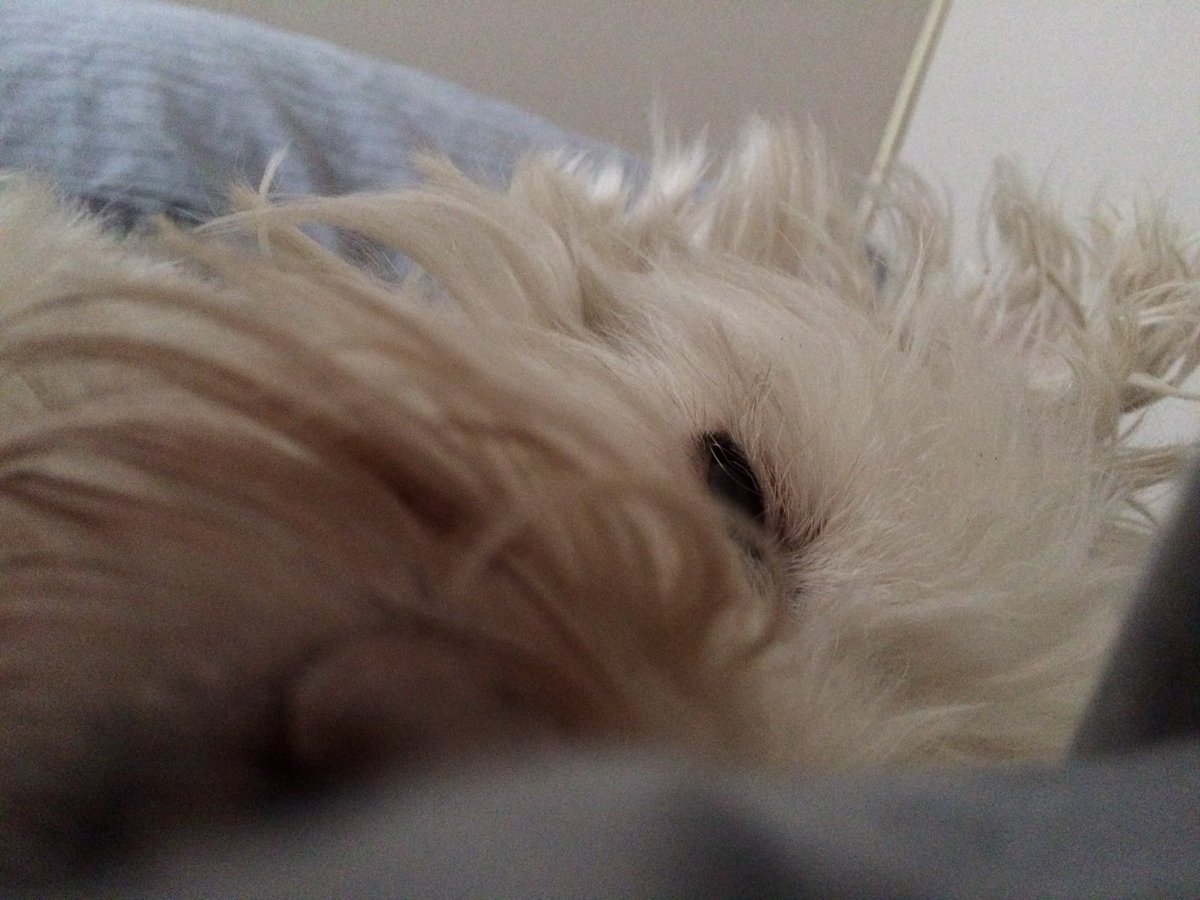 thatrenee's tweet photo. Lazy Sunday with Kenzie. #constructiongirl #rufflife #westieproblems https://t.co/Y1xPIuQKyK