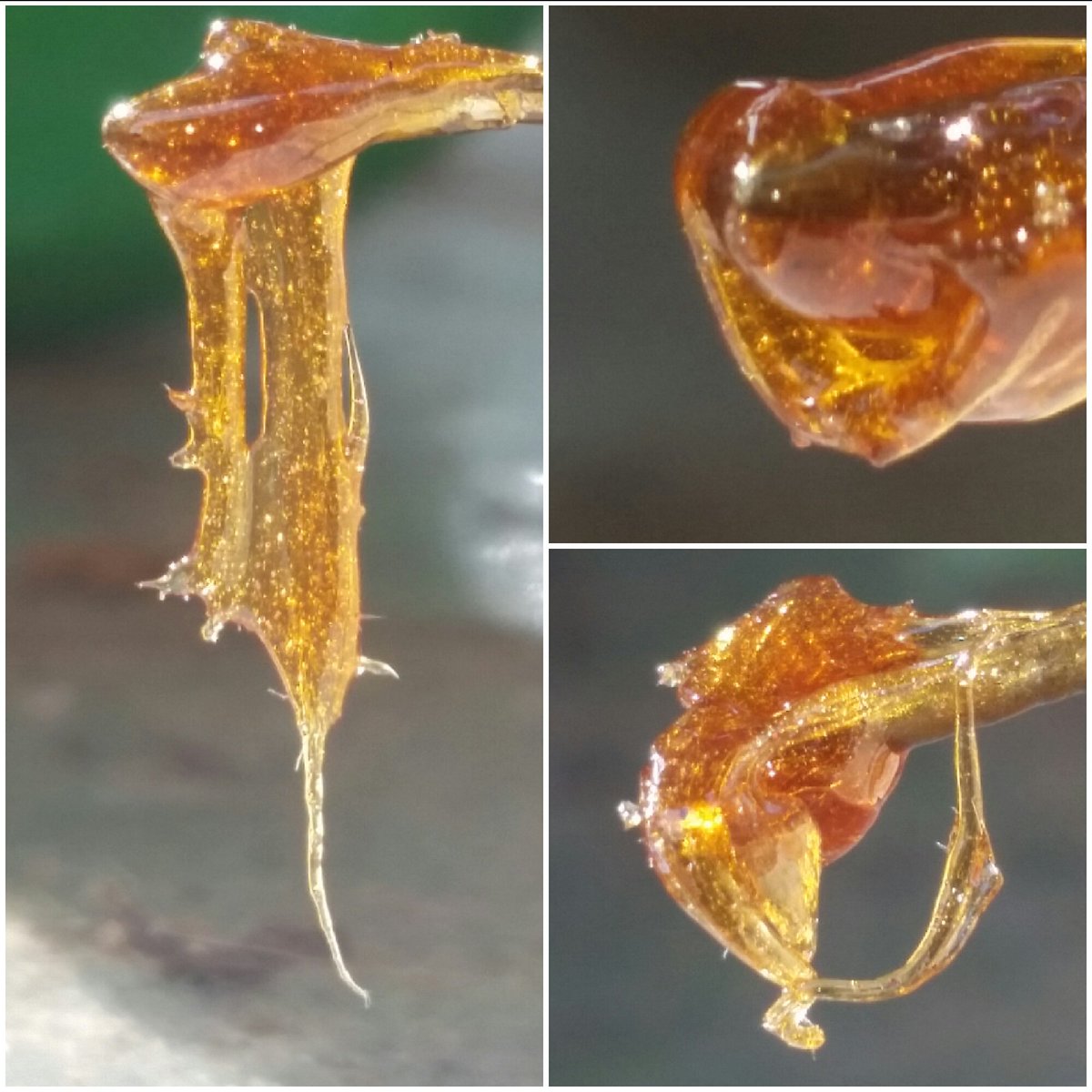 TheNugRunner's tweet photo. Hello twitterverse. We are the devs of #thenugrunner #rosin device. Check us out on IG #dabs
https://t.co/qsAzkoseZX https://t.co/CUwXFiXX4M