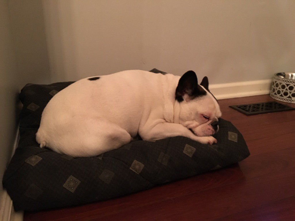 HugotheFrenchie's tweet image. I've been pretty tired lately. Mom put me on medicine for seizures but I'm hanging in there.