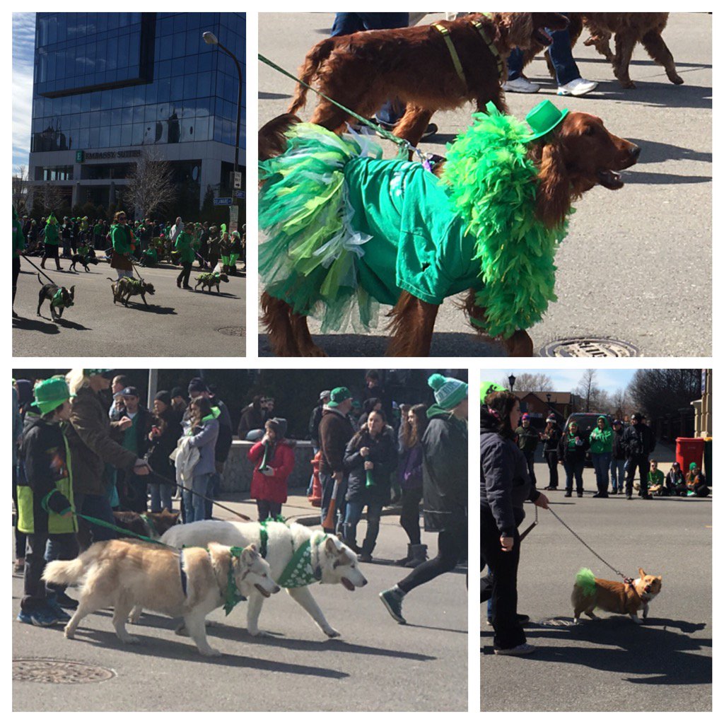 Dani_Forsyth's tweet photo. @CIPYDPodcast All the pups from #Buffalo St. Patrick's Day parade! Where can I get a green tutu? https://t.co/o9C9NQunJw