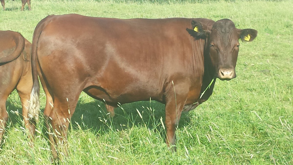 CoopersfarmCom's tweet photo. Sad @BBCCountryfile missed traditional #Sussex cattle grazing #AshdownForest but still a great programme. https://t.co/HUQ1AqoEy5