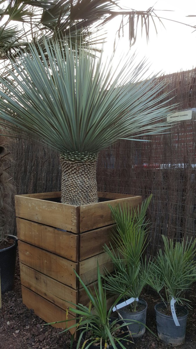 De aller-aller-allermooiste Yucca rostrata's vindt je bij <a href="/Brabantpalm/">Brabantpalm</a>