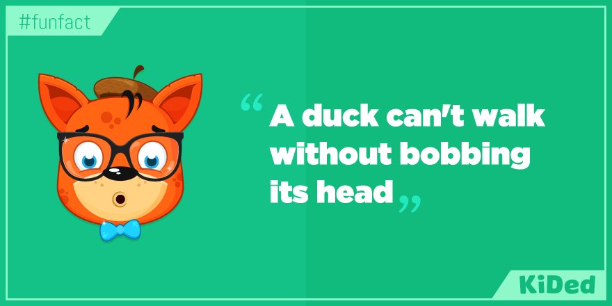 KidED_'s tweet photo. Did You Know? "A duck can't walk without bobbing it's head" #parenting #funfact https://t.co/qMDeCutkBg