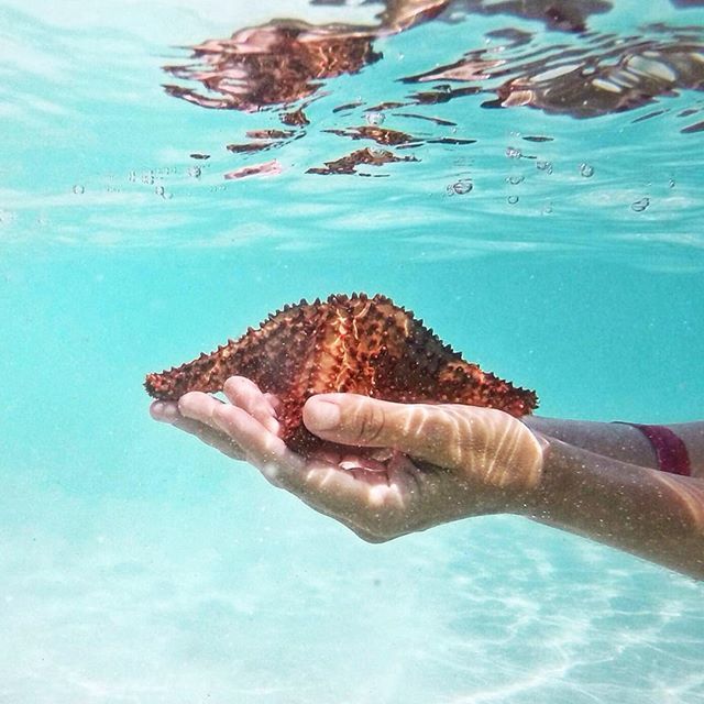 West Indian sea star #barbados #beautifulbarbados #carlislebaybarbados #seastar  #caribbea… ift.tt/1ZhoaTU