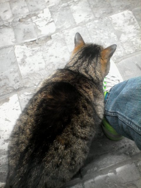 nesvantor's tweet image. Mi nuevo amigo !🐈