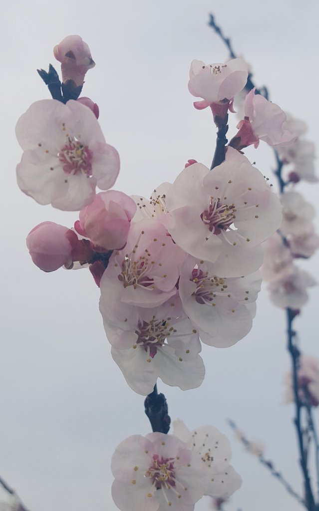 _eneleSanniP's tweet photo. Fiori di pesco #primavera #passione #fotografia 😍 https://t.co/4yF37ct0pZ