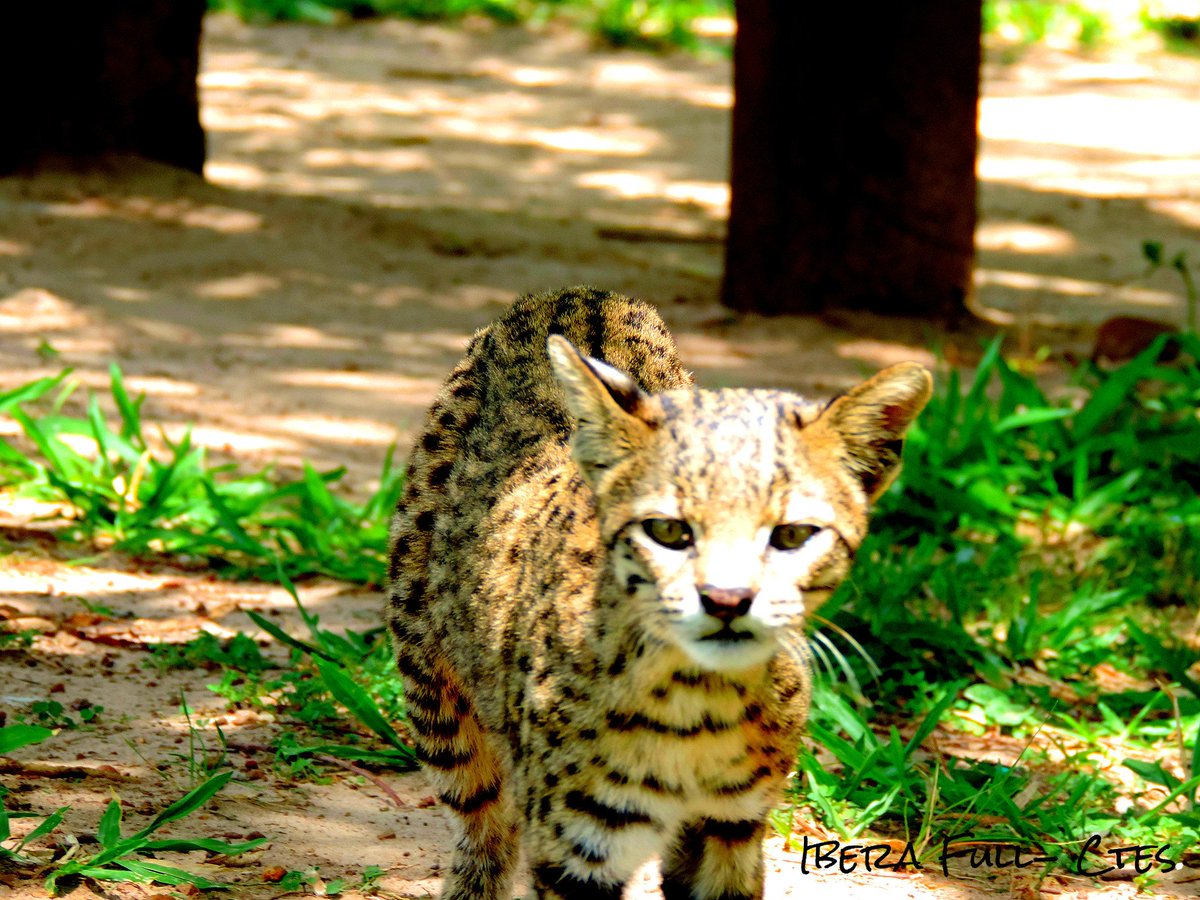 NOS CRUZAMOS CON UN EJEMPLAR DE GATO MONTES , EN NUESTRA EXCURSIÓN ...