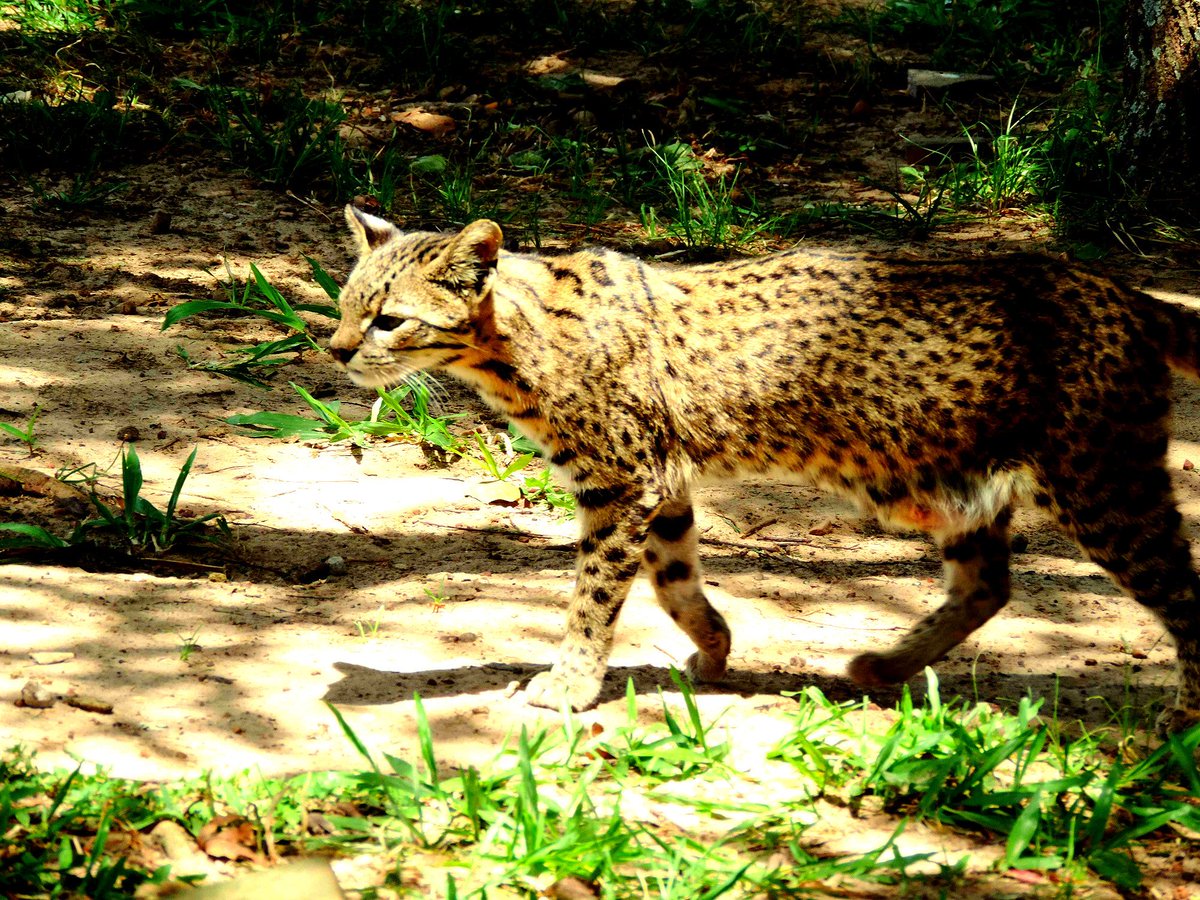 Y SE FUE NOMAS PARA EL MONTE ----