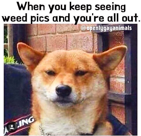 weedweekly_'s tweet photo. #weekweekly #weed #stoner #sativa #weedmaps #kush #weedlovers https://t.co/68lS1faOgD