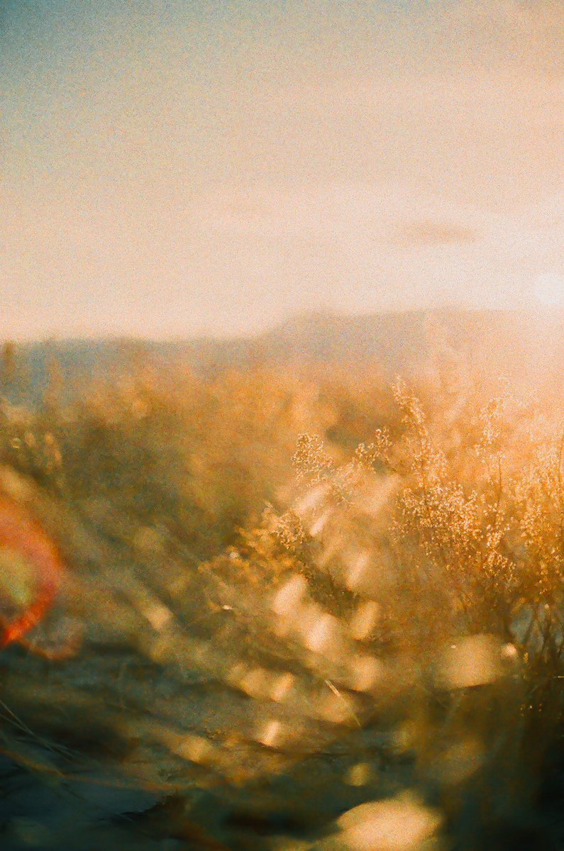 AnalogWedding's tweet photo. #goldenhour on the #marsh - #fujifilm #natura #1600 #35mm #canon #ae1 #film #believeinfilm #wanderlust #travel https://t.co/WAZooMfMzr