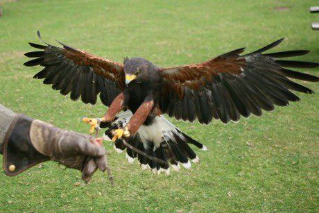 Saw harris Hawks today out flying near @HandsOnTheLand