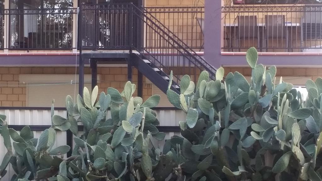 CellarPlus's tweet photo. #yougottolaugh in lalor vic.I believe its an 80s #oldskoll #italian #cactus #securitysystem for rear fence #klassic https://t.co/3EUhYMuduU