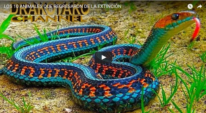 WorldAnimals3's tweet photo. #animales 10 Animales que regresaron de la Extinción https://t.co/r8ns2gDswL https://t.co/SGloswF6Dc