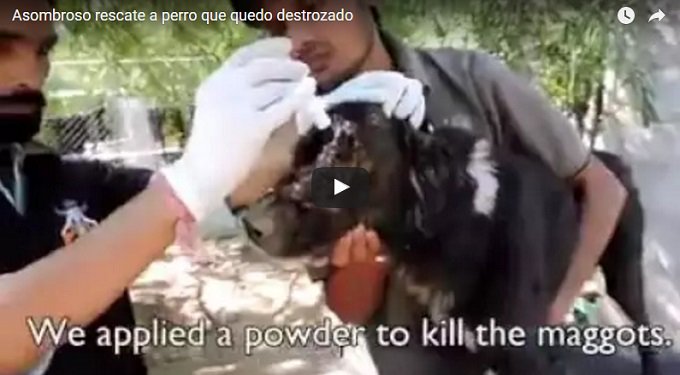 WorldAnimals3's tweet photo. #animales Asombroso rescate de un perro que quedo destrozado https://t.co/4W2dqzAkik https://t.co/0fw59hQqvz