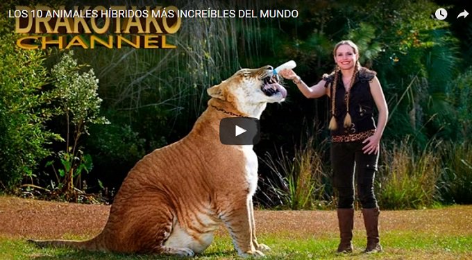 WorldAnimals3's tweet photo. #animales 10 Animales Hibridos más increibles del Mundo https://t.co/UbPICUinGz https://t.co/WzBZpArRec