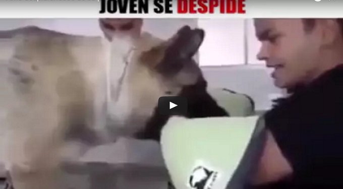 WorldAnimals3's tweet photo. #animales Joven se despide de su perro cuando lo van a Dormir. 
https://t.co/et4YhMOSlL https://t.co/GnXJbucjrH