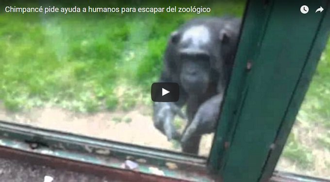 WorldAnimals3's tweet photo. #animales Chimpancé pide ayuda para escapar de Zoo https://t.co/xeoXLvcBpD https://t.co/6ocWcftDAO