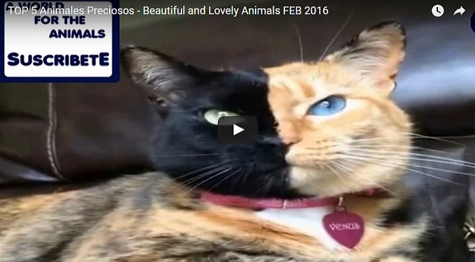 WorldAnimals3's tweet photo. Top #Animales Preciosos https://t.co/TYttqGuy18 https://t.co/Xhpi8nOuP5
