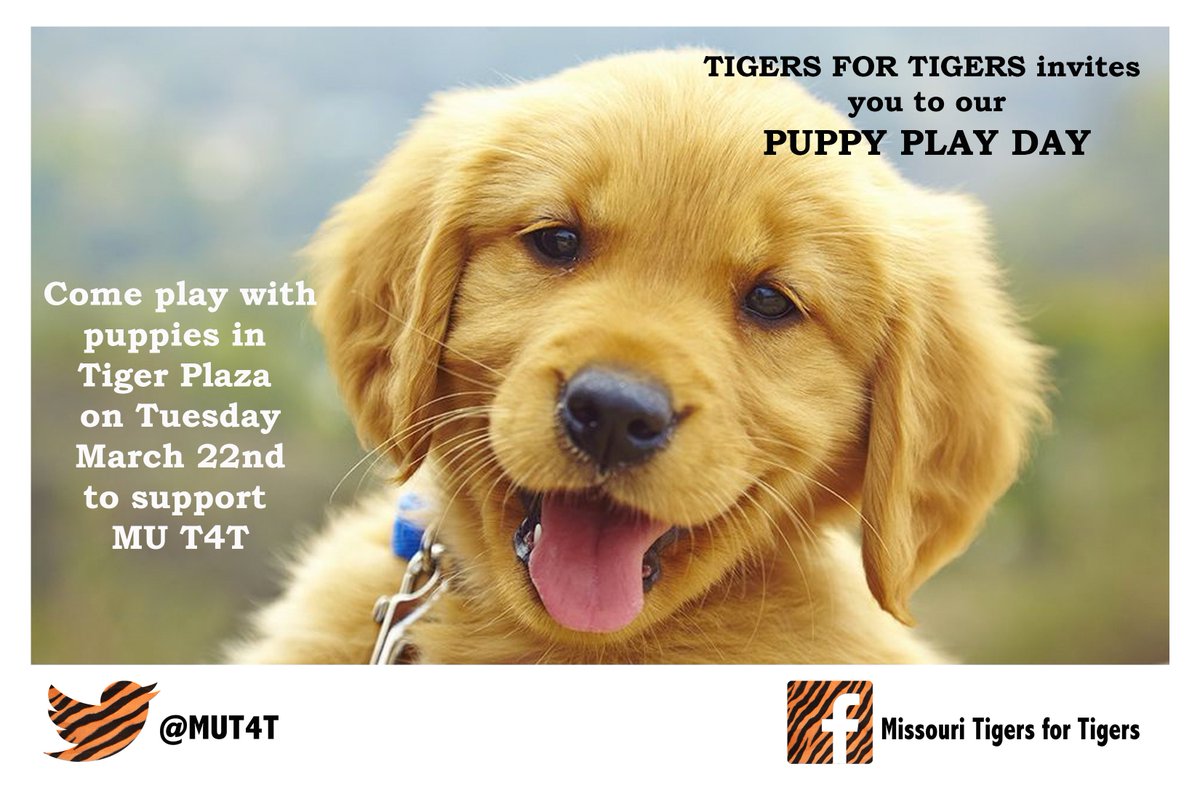 MUT4T's tweet photo. This Tuesday!!!!! Come out toTiger plaza! Play with puppies to help save our mascot! #MUT4T https://t.co/Yj2RvdfyZt