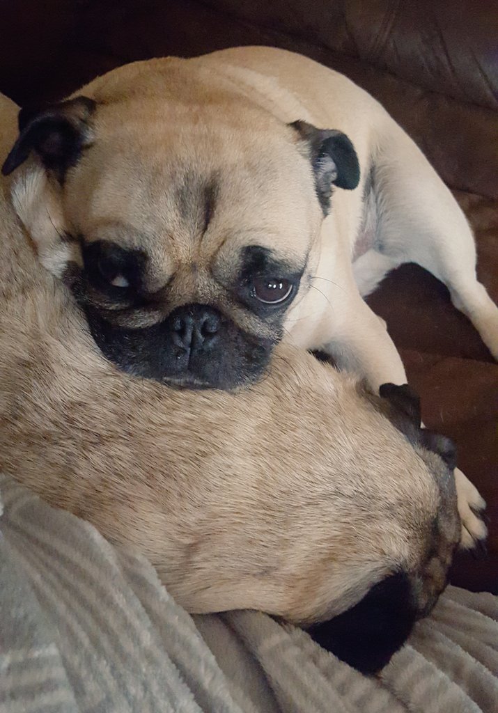 tucker_pug's tweet image. Rainy Sundays are made for snuggling on the couch. #maketherainstop #seriouslywewillmelt