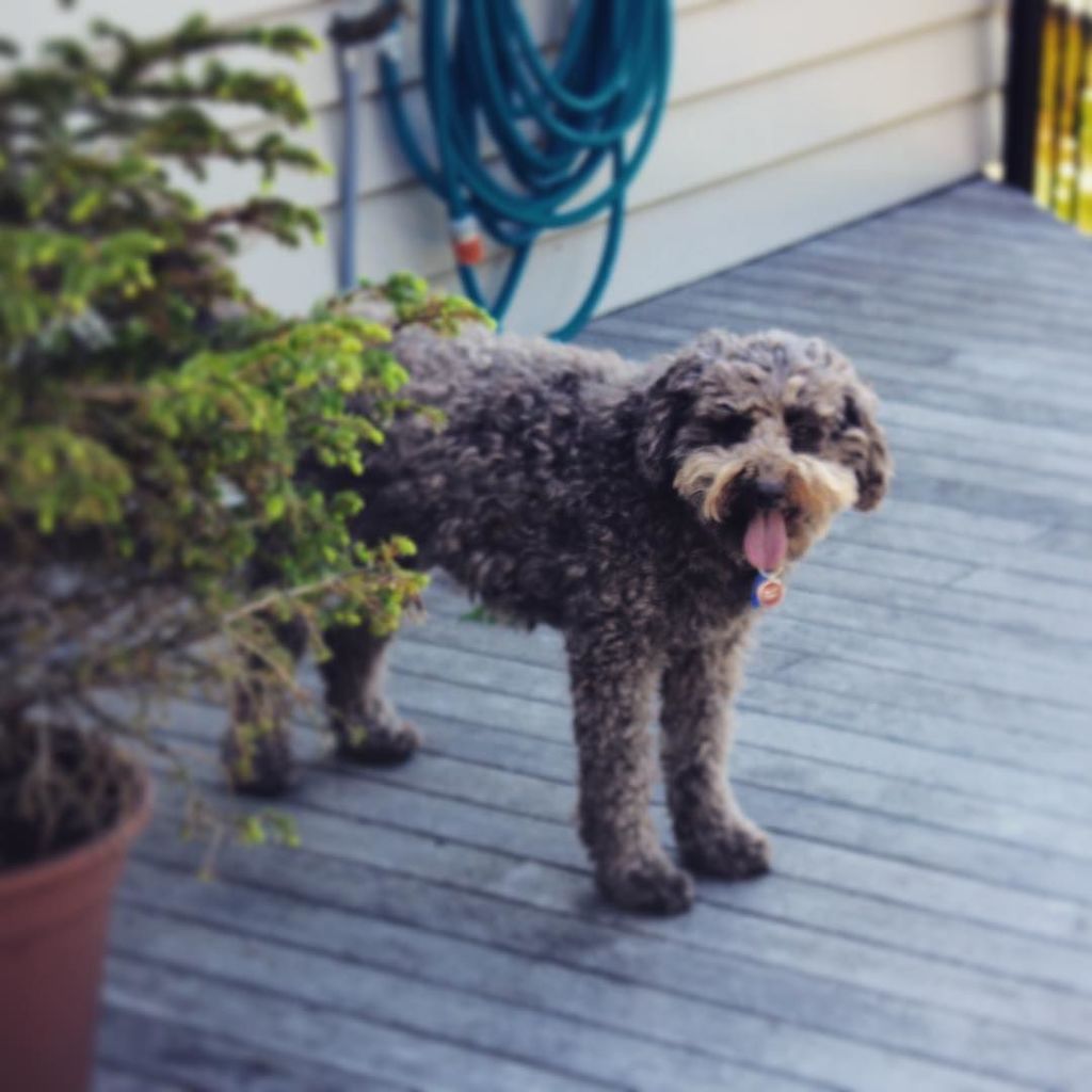 koruandthistle's tweet image. 13 - a pet. We don&apos;t have any but this is my Ma&apos;s wee pal Dougal. #fms_pet #fmsphotoaday #… ift.tt/1UeiqeE