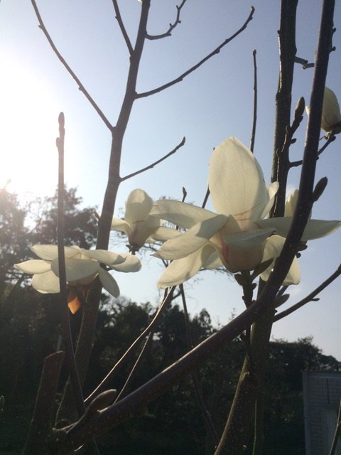 アメブロを更新しました。
「モクレンとハナモモ」→ameblo.jp/mikanbee/entry…