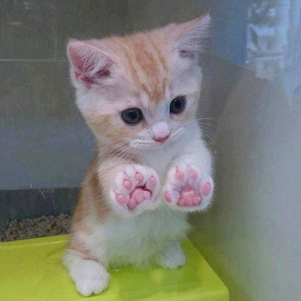 kittensNcatnip's tweet photo. Be my mommy and dees paws will never ever scratch your furniture! #AdoptDontShop #SaveALife #kittensNcatnip https://t.co/dwdfZvw2Cz