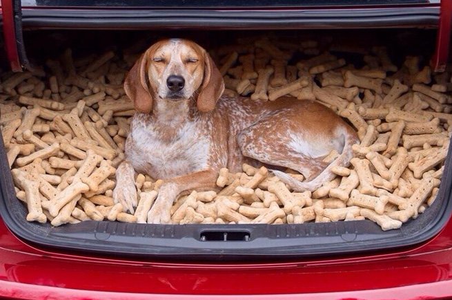 zookiepets's tweet photo. Every badass pooch &amp; cool cat deserves a treat. Find the best treat for your pet -https://t.co/4dI7hbfIf2 #Pets https://t.co/MYV6vQGaP5