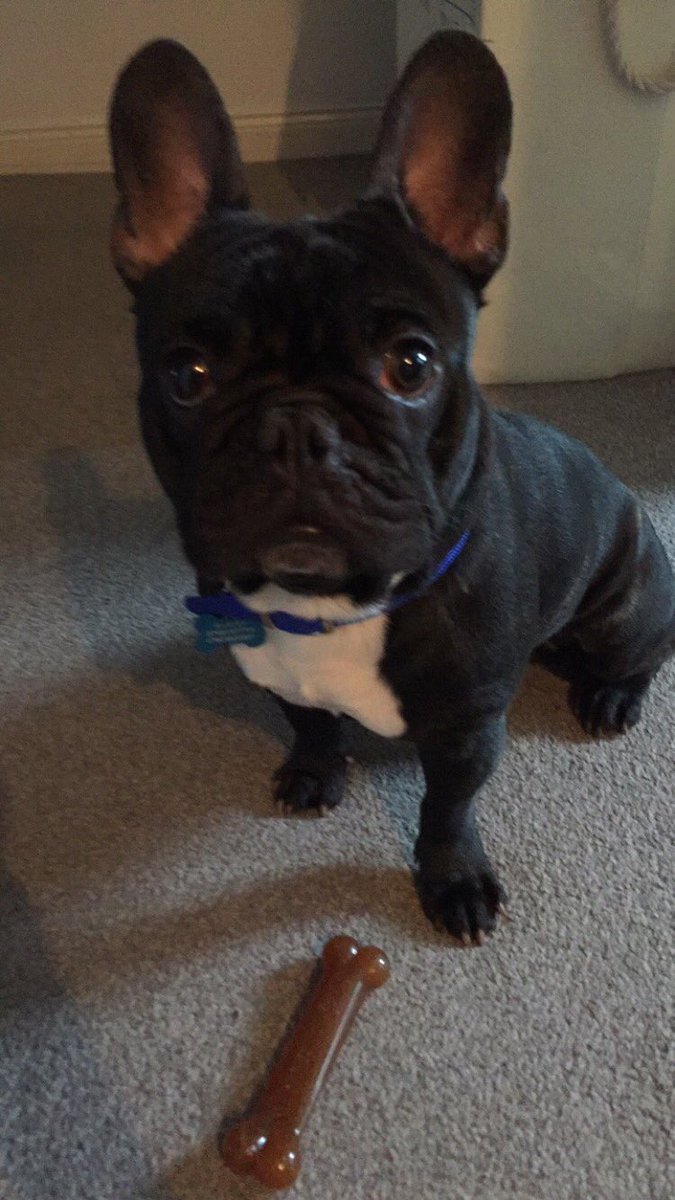 jenjenmcw3's tweet photo. @P_Wicks01 my frenchie was loving your frenchies on tonight's @towie https://t.co/xmHxCStq97
