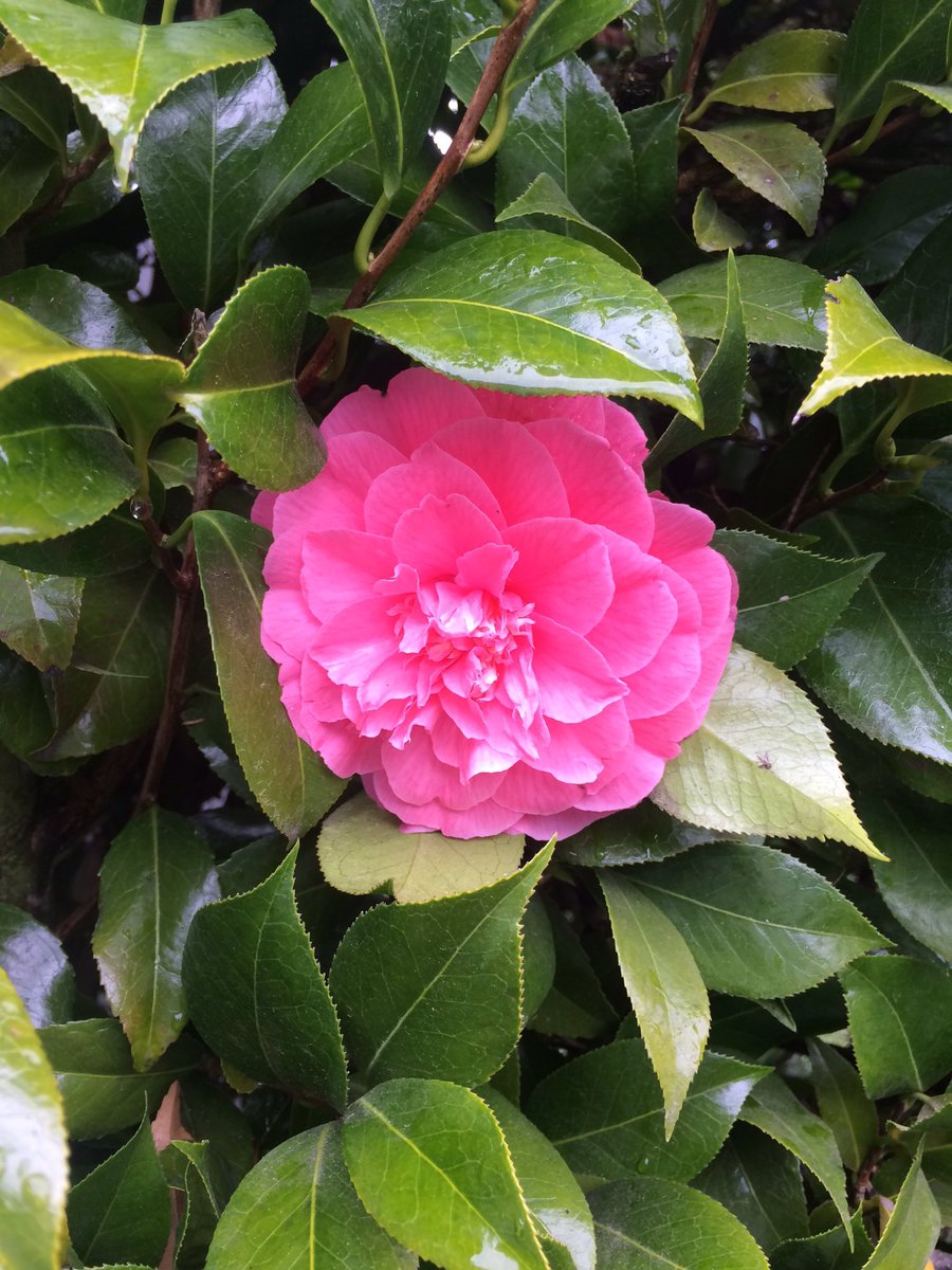 tessakism's tweet photo. First flower and first day of Spring #flowers #firstdayofspring #goodbyewinter #hellospring #nofilter https://t.co/9RSiXdlxGa