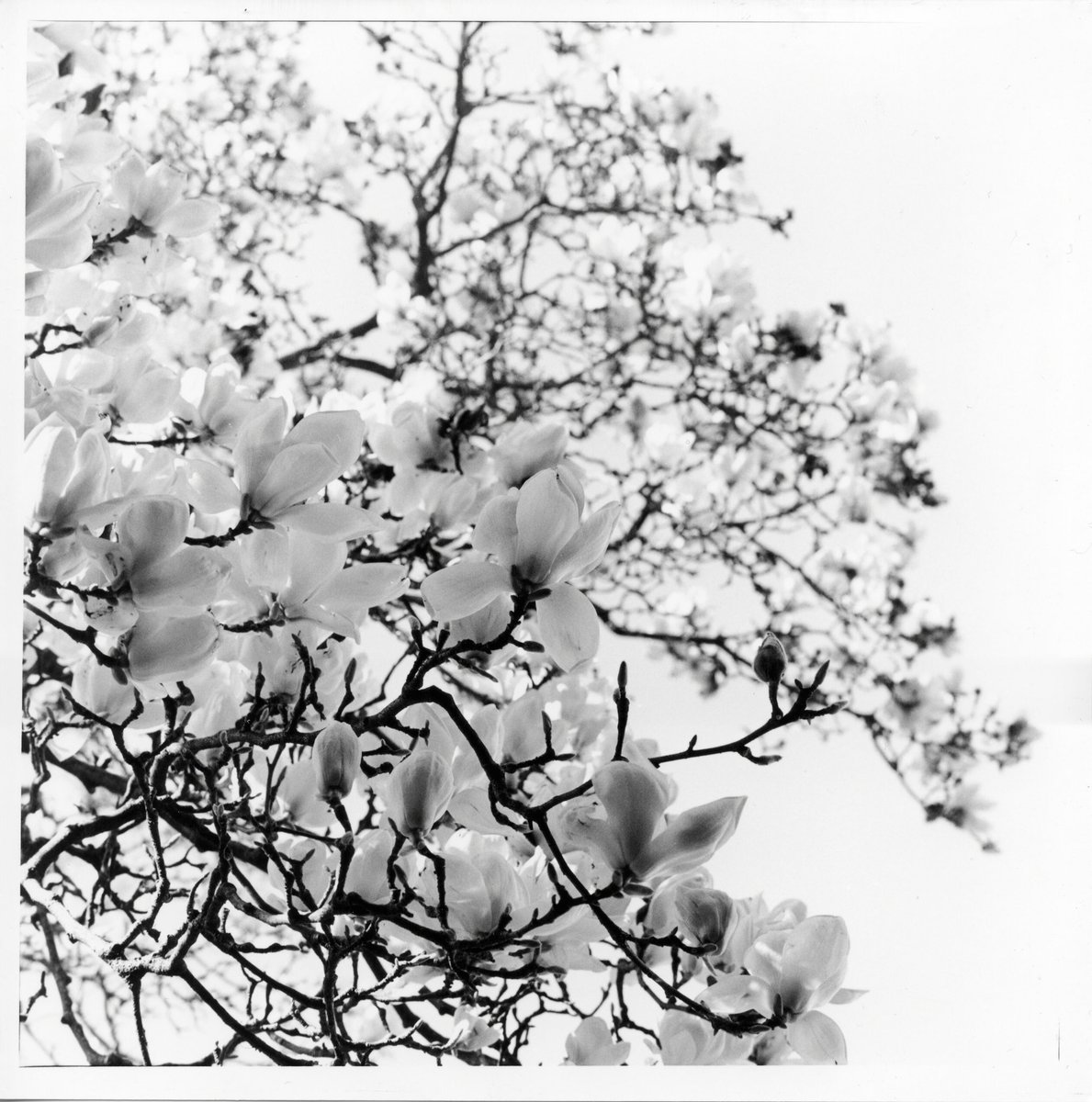 mac971's tweet image. blossoms. @ILFORDPhoto #HP5 at 200iso print on #multigrade #rc @hasselblad #500cm @emulsivefilm