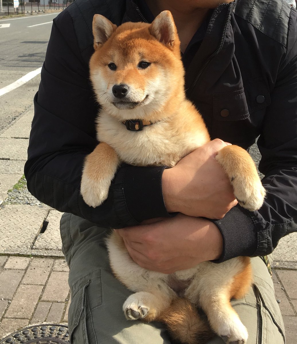 Shiba Pote Jp V Twitter 昨日はママちゃんとパパちゃんとだっこ散歩 お友達のロコちゃんママに ポテ袋 を頂いてからよくお外に連れてくれるのだ O O Shiba Shibainu 柴犬 日本犬 お散歩 春 T Co Zzizmvmg1s Shiba Pote Jp V Twitter 昨日はママちゃんとパパちゃんとだっこ散歩 お友達のロコちゃんママに ポテ袋 を頂いてからよくお外に連れてくれるのだ O O Shiba Shibainu 柴犬 日本犬 お散歩 春 T Co Zzizmvmg1s
