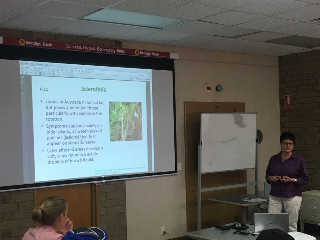 Mary_Raynes's tweet photo. Think very cautiously about #scelerotina in #lentil crop especially in significant canola growing area #littleknow https://t.co/QjNinqeaYg