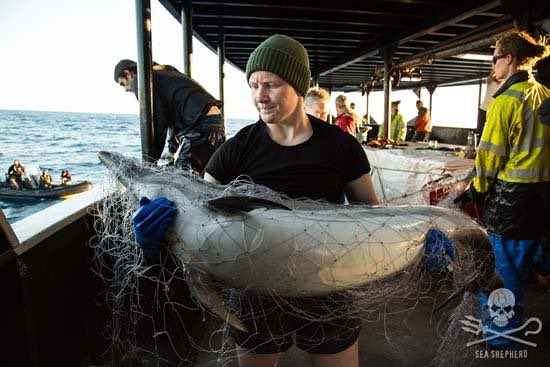 Maurice_fra's tweet photo. Sea Shepherd diffuse des images choquantes de pêche illégale dans l'océan Indien
https://t.co/kpKDcCnxRb #Mauritius https://t.co/GLf3p3oQOx