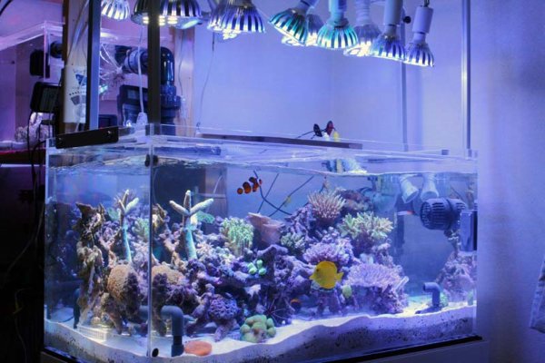 johnmilton050's tweet image. #LedFishTankLight at Reliable Price
bit.ly/1lqzu1j
#aquariumlighting #aquariumlights
