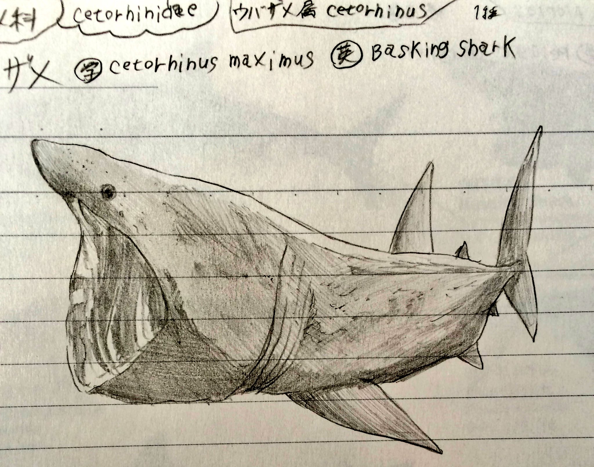 ゴジラーayane Komakkou64 サメ図鑑 イラスト 知る人ぞ知るサメ ウバザメです 魚の中で2番目に大きい T Co Ssv4gyno75 Twitter