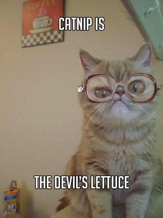 Jemismyname81's tweet photo. #meow #kittyhumor #rightmeow #nerdkitty https://t.co/b3RRhbBtBZ