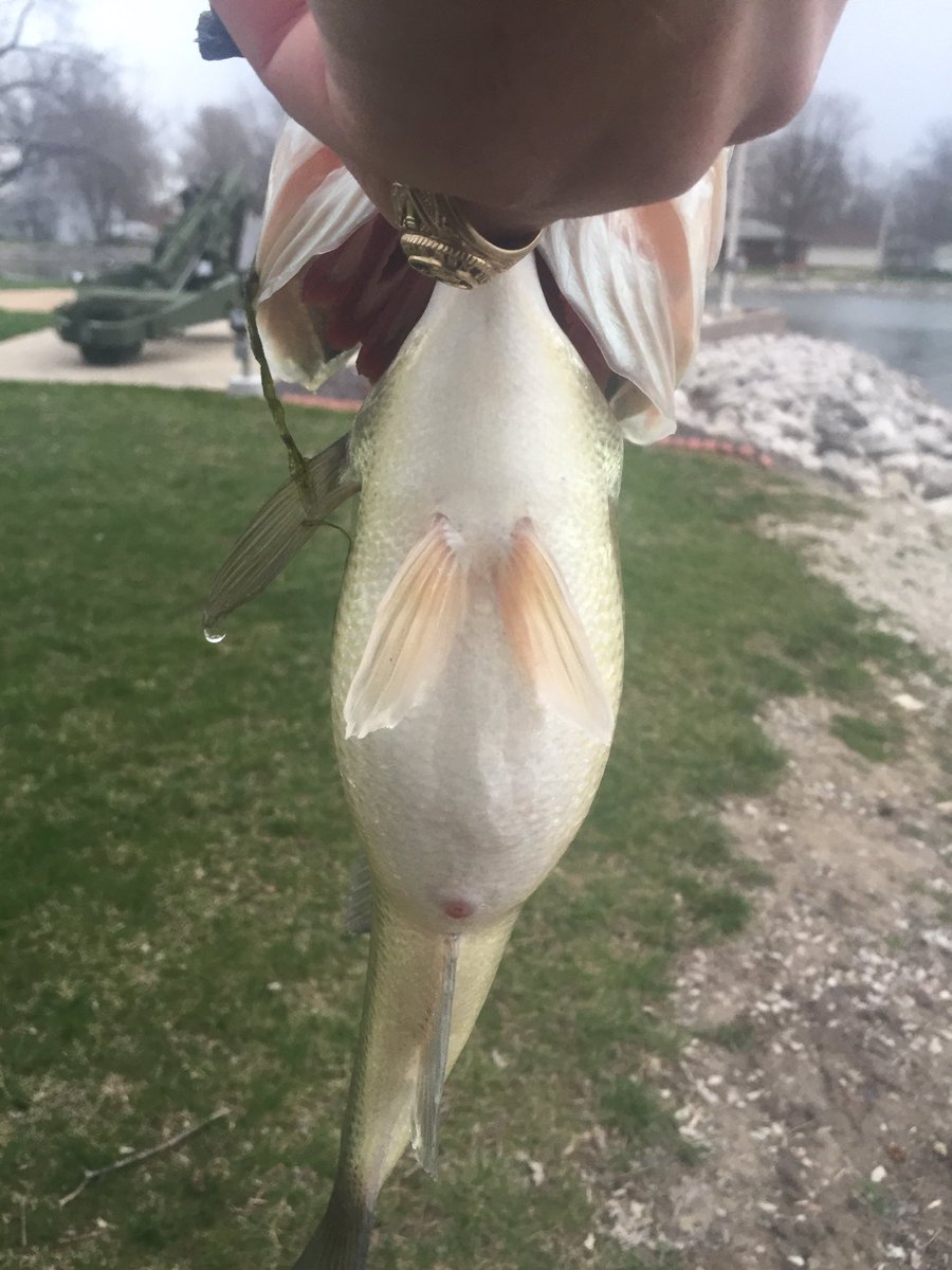 amstack18's tweet image. First fish for 2016! ATE the @StrikeKingLures Rage Grub!