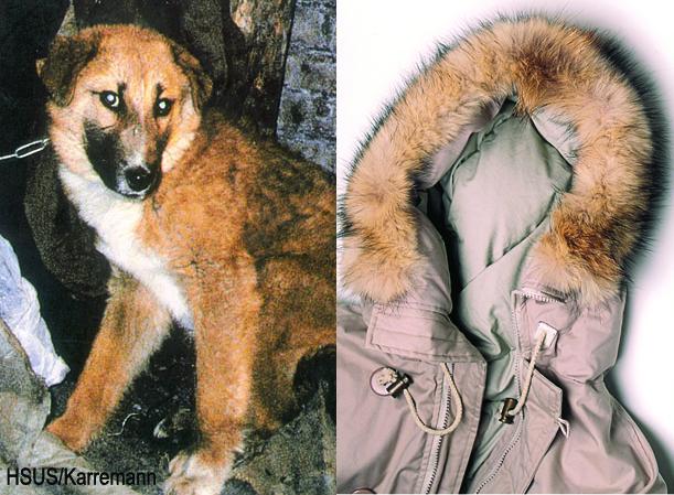 STOP FUR TRADE tweet media