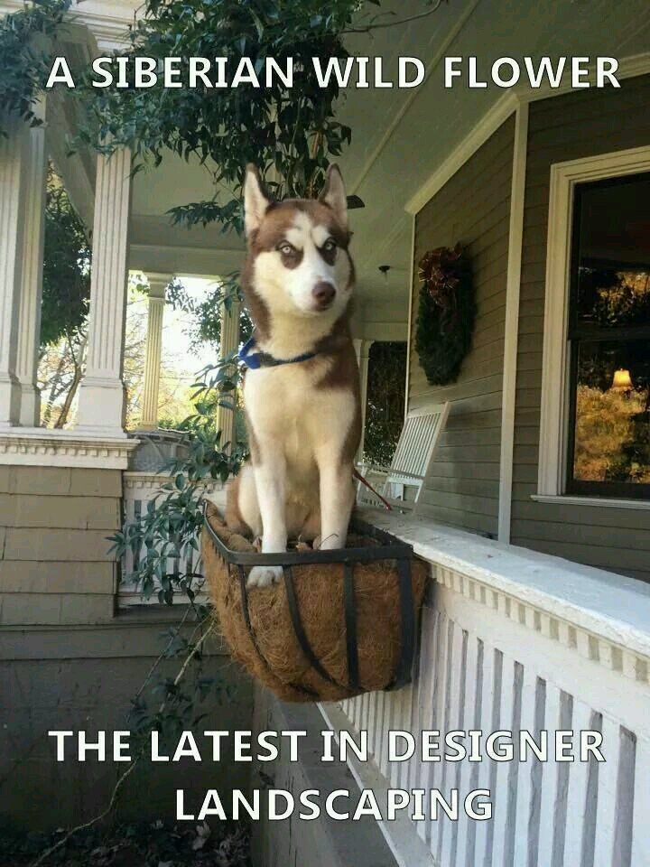 Mybarkingpost's tweet photo. No comments needed. https://t.co/P9KGdydXhE