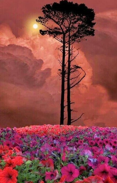 goyotocho64's tweet photo. ((((   SANTANA   )))
           stormy
....la inconfundible guitarra
de Carlos Santana....
https://t.co/HDiU9EL4Ro https://t.co/alLEQieHES