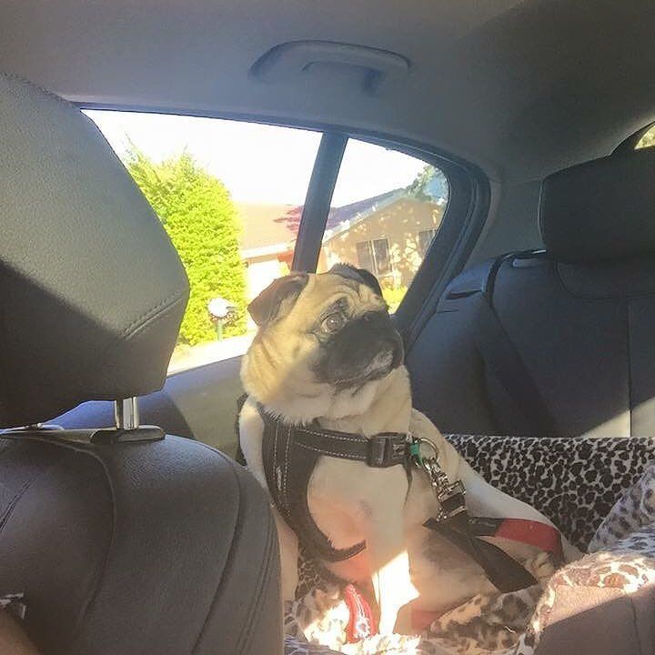 Puglee_Pug's tweet photo. Lewis enjoying the view from his #icanseedogcarseat #pugs #pugstyle #pugsofmelbourne #pugsofsydney by icanseedogc… https://t.co/wJv820zGz6