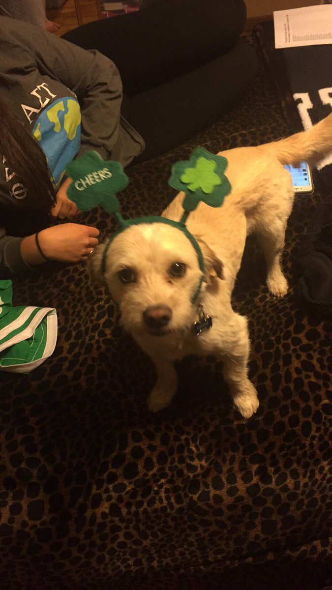 supadoppacoopaa's tweet photo. Sad to see St. Patty's week celebrations over. Anyone else? #replytweet https://t.co/doM9je2Lds