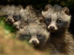 STOP FUR TRADE tweet media
