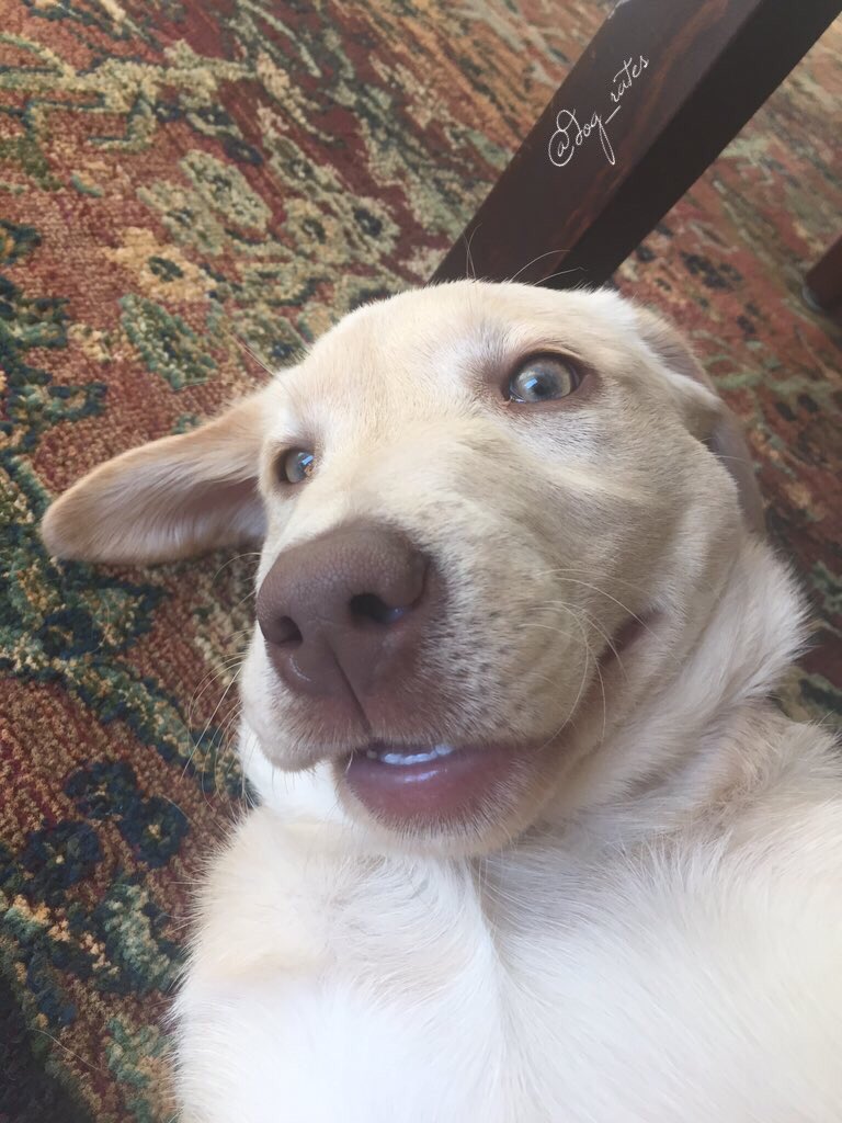 dog_rates tweet picture