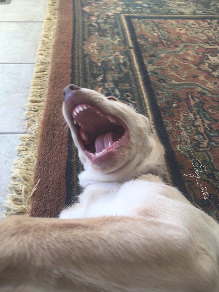 dog_rates tweet picture