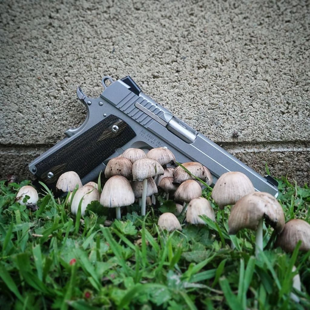 shooterzoo's tweet photo. Shroom🍄Sunday

#shooterzoo #sigsunday #1911 #sigsauer #shrooms #gunporn #guns #weaponsdail… https://t.co/iz5TquiPLn https://t.co/ME1HT7dBeF